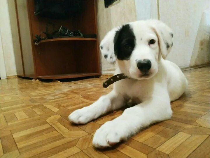 Собаки Вологда. Щенки в Вологде. Собаки в Вологде в добрые руки. Животные в хорошие руки Вологда. Купить собаку в вологде