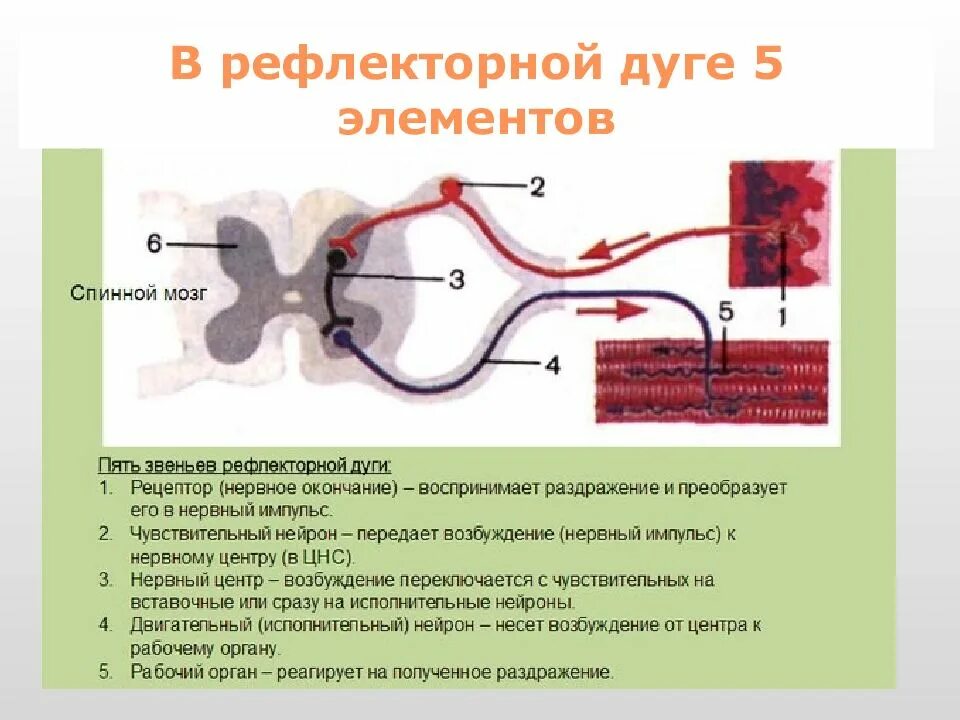 Расположите в правильном порядке элементы рефлекторной дуги. Схема передачи нервного импульса в рефлекторной дуге. структура и функции рефлекторной дуги. пять компонентов рефлекторной дуги. рефлекторная дуга строение и функции.