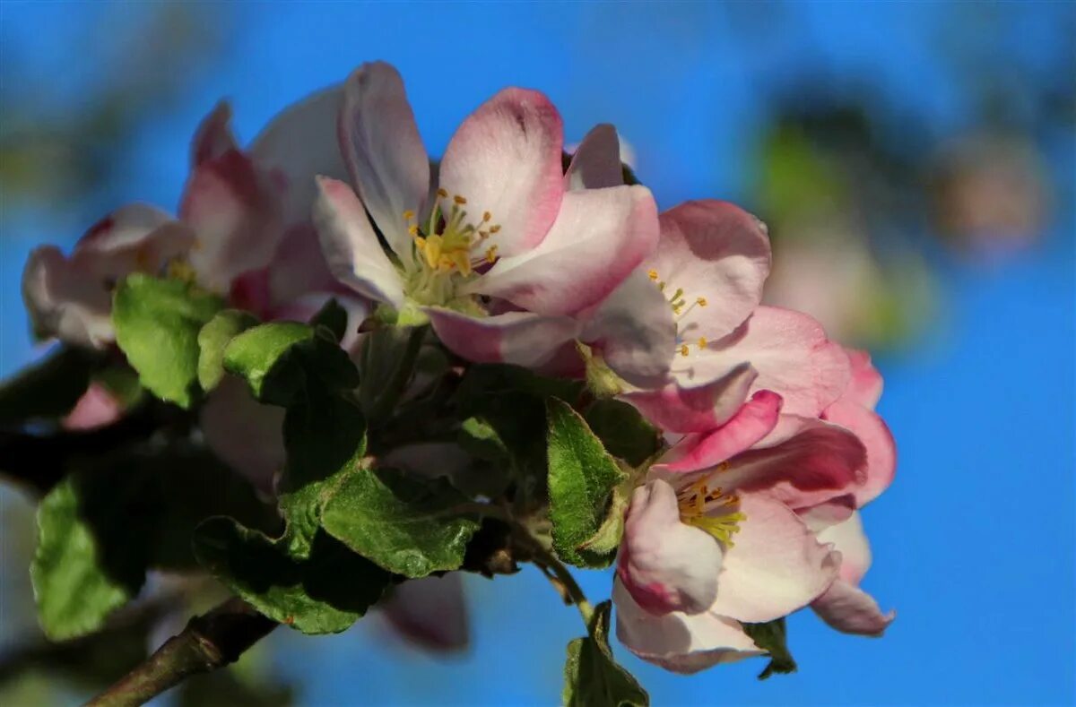 теплым вечером ближе к ночи друзья подходили к волге. утренний чай. рассвет солнца. сирень на окне. тёплым душистым вечером друзья подходили к волге.