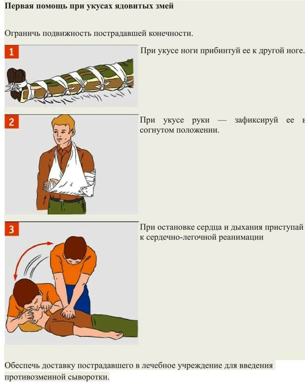 Оказание первой помощи при укусах ядовитых змей. Алгоритм оказания первой медицинской помощи при укусе змеи. Оказавшую первой помощи при укусе змеи. Первая помощь укусах ядовитых змей алгоритм.