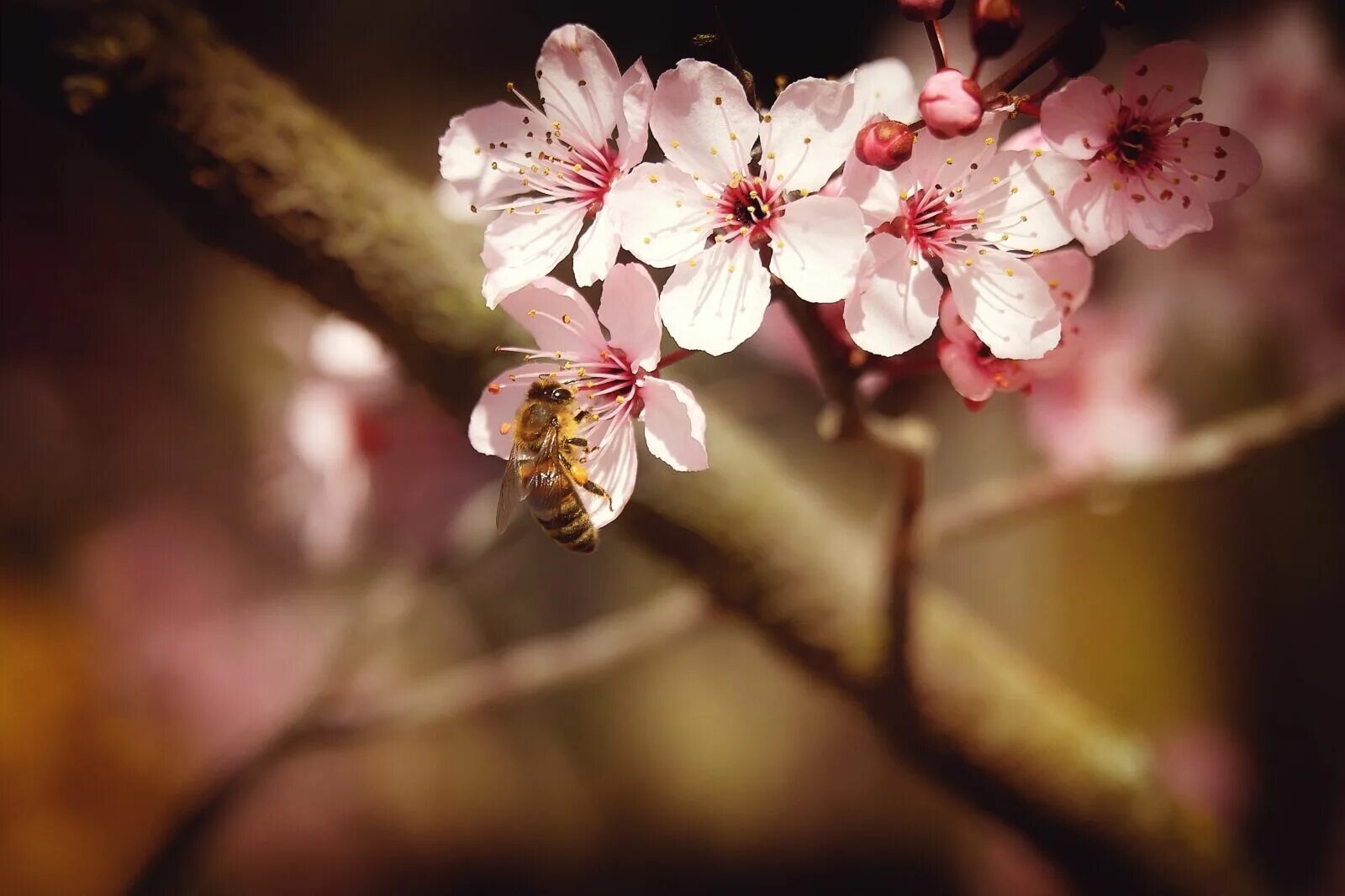 Almond blossom. Цветы миндаля. Цветение миндаля. Миндаль и цветы вишни. Цветущий миндаль.