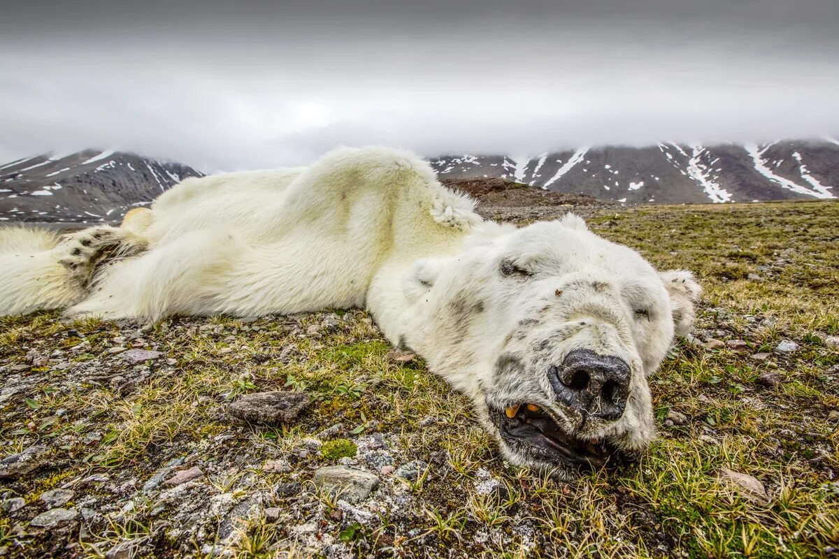 Полярный медведь глобальное потепление. Белые медведи на Аляске 2023. Белые медведи вымирают. Новая земля животные. Почему медведи умирают