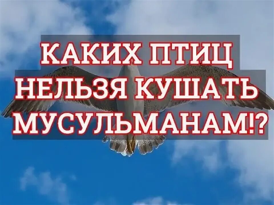 Почему мусульмане не едят днем. Какие птицы можно есть мусульманам. Каких животных нельзя есть в Исламе. Какие животные нельзя мусульманам. Какие животные нельзя кушать мусульманам.