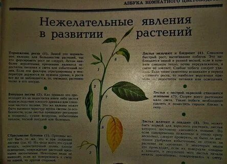 Желтеют листья у люпинов