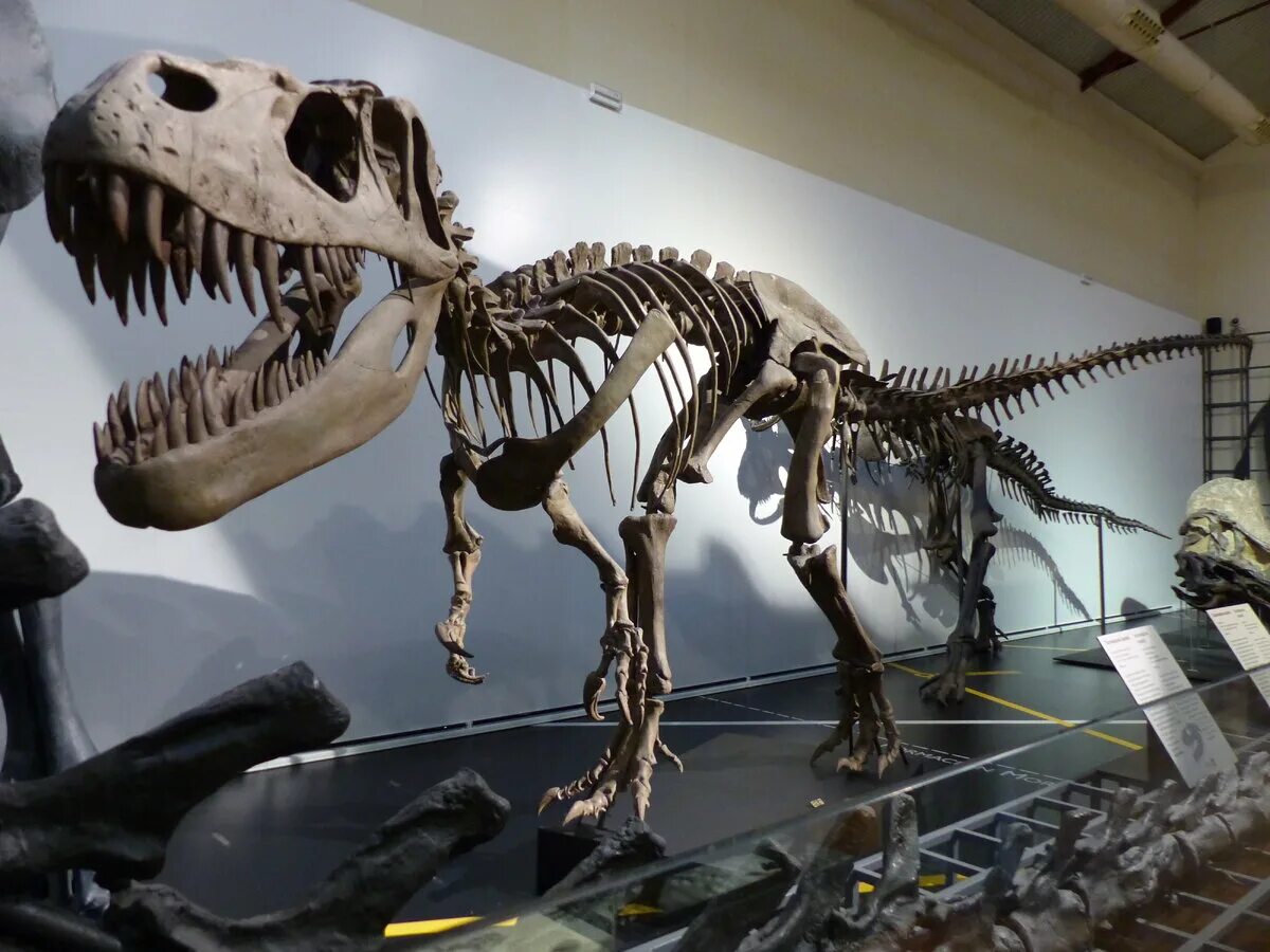 Wikipedia:WikiProject Dinosaurs/Image review/Archive September 2018 - December 2