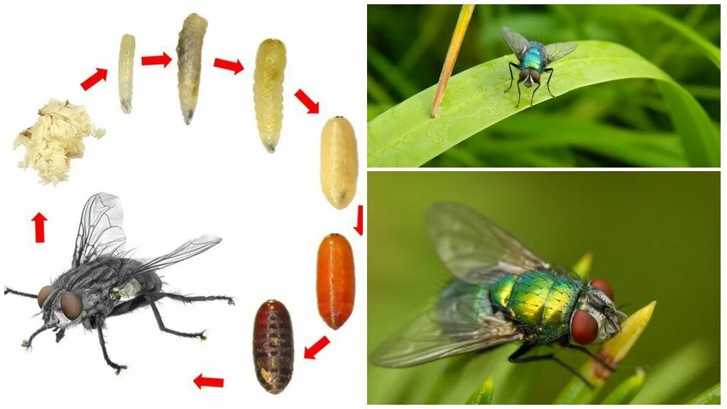 Куколка мухи. Превращение мухи. Зеленая мясная муха тип развития