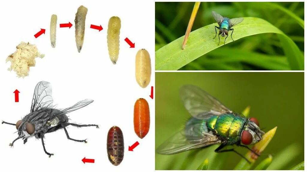 Куколка мухи. Превращение мухи.