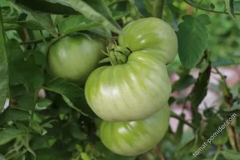 Томаты говядина с куста описание сорта