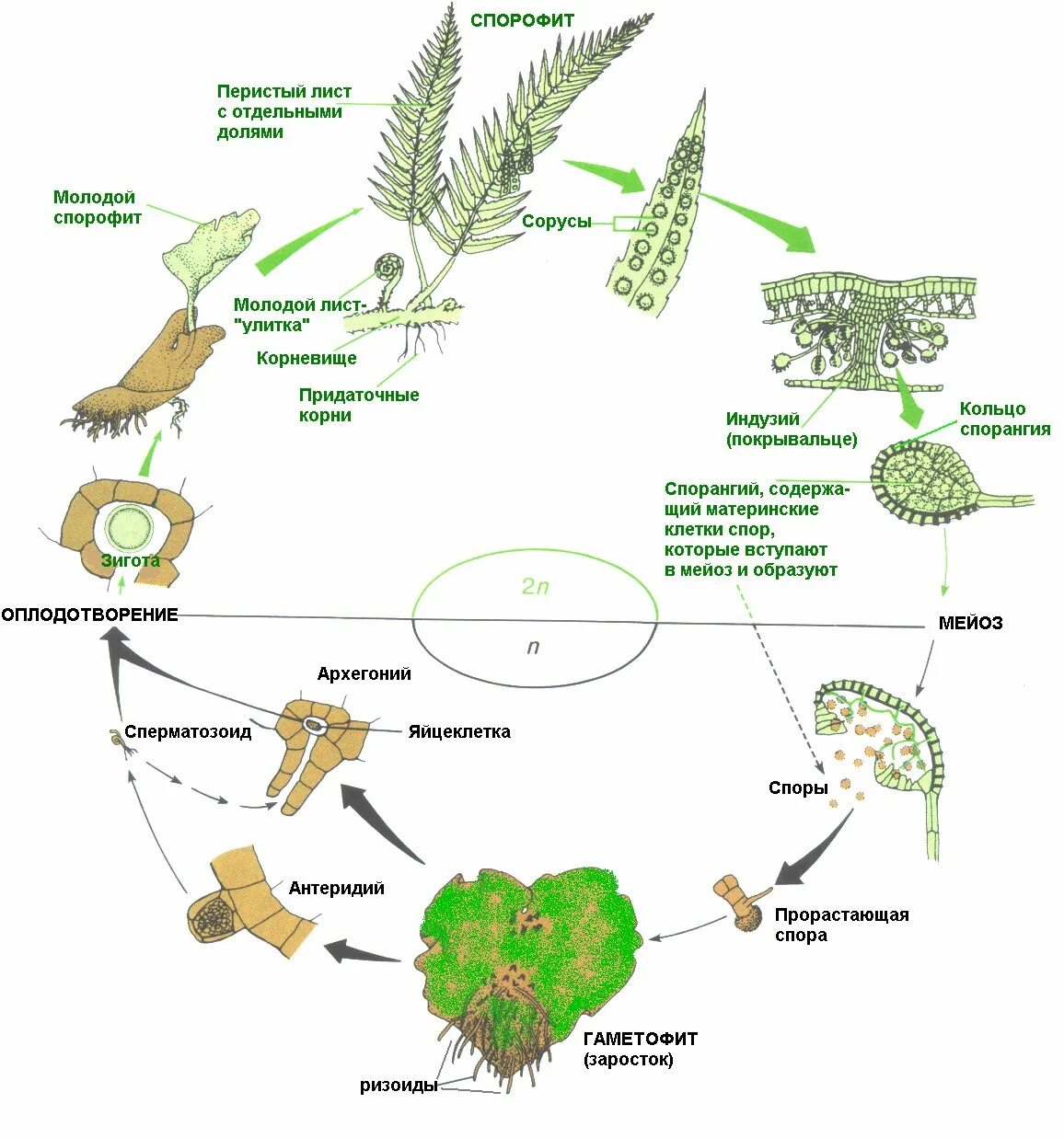 Жизненный цикл растений папоротник. Цикл развития спорового растения схема. Жизненный цикл папоротника ЕГЭ биология. Жизненный цикл папоротника схема. Размножение гаплоидными спорами
