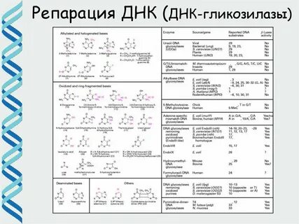 Н днк