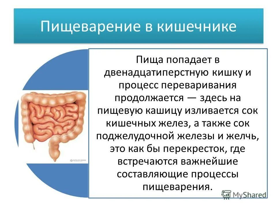 Пищеварение в кишечнике всасывание. Переваривание пищи в кишечнике. Переваривание пищи в кишечнике. Процессы пищеварения в тонком кишечнике. Переваривание пищи в кишечнике.