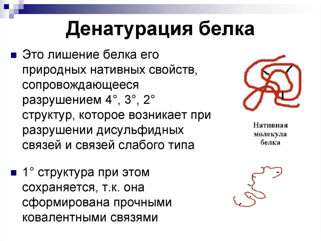 Белки структура денатурация. Денатурация и ренатурация белков механизмы. Необратимая денатурация белка схема. Механизм денатурации белков. Первые белковые