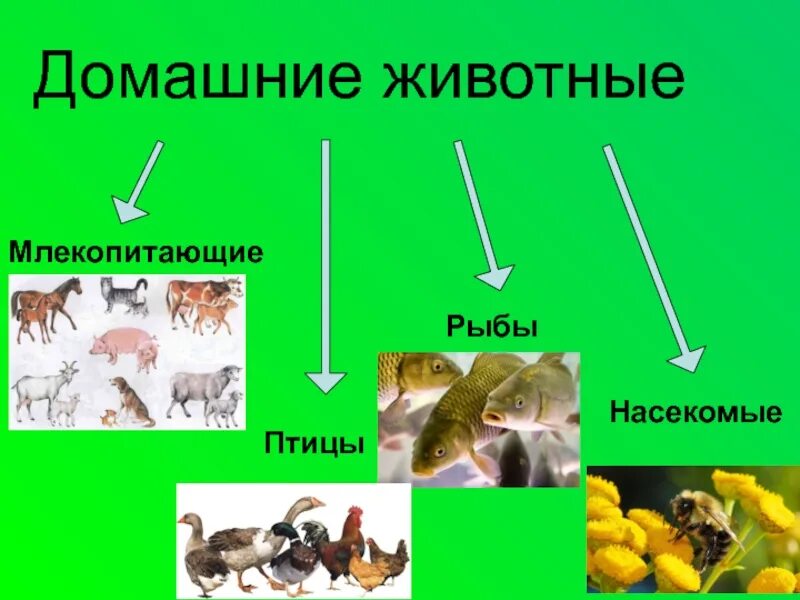 Млекопитающие домашние животные. Млекопитающие птицы. Млекопитающие домашние птицы. Млекопитающие птицы рыбы насекомые.