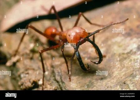 Ant soldier hi-res stock photography and images - Alamy