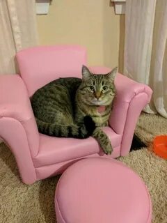 Cat chair