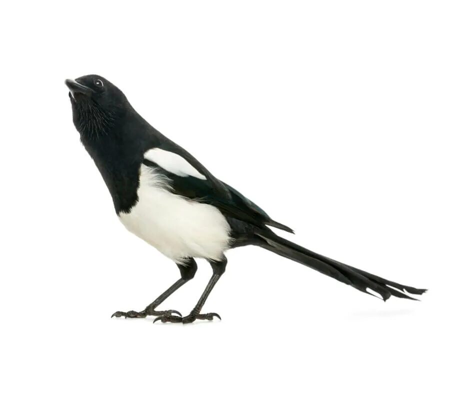 сороки город. европейская сорока. описать сороку. сорока карточка для детей. информация о сороке.