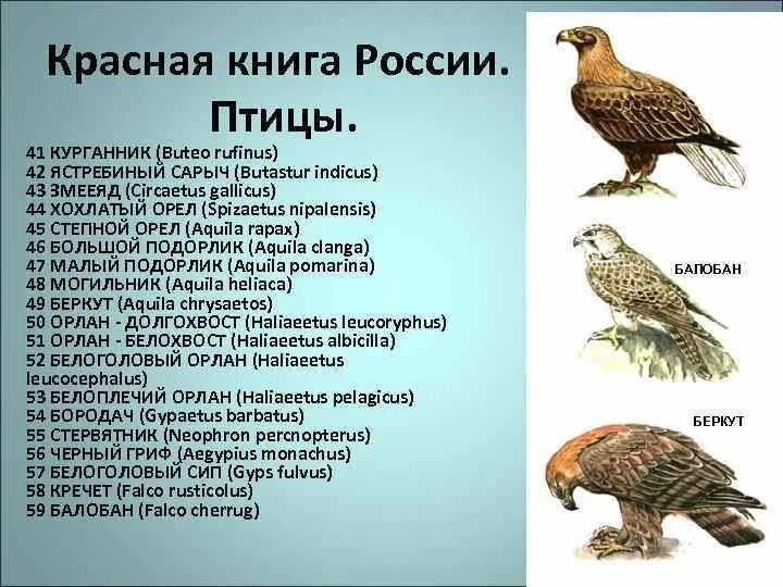 Красная книга список птиц. Птицы красной книги России. Орлы занесенные в красную книгу. Орел красная книга. Орел красная книга России.