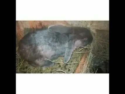 Крольчиха сдохла