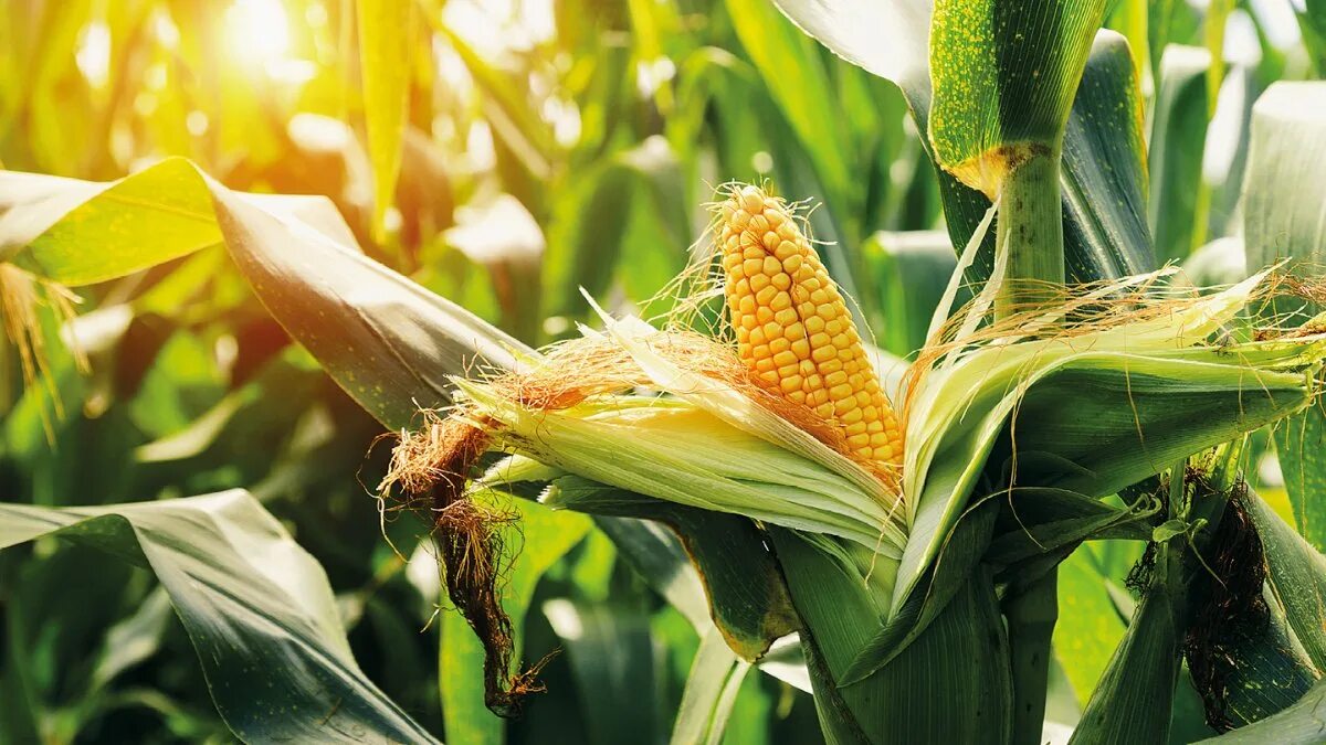 Фото кукурузы. Кукуруза злаковое растение. Кукуруза Полевая. Колосья кукурузы. Кукуруза поле початки.