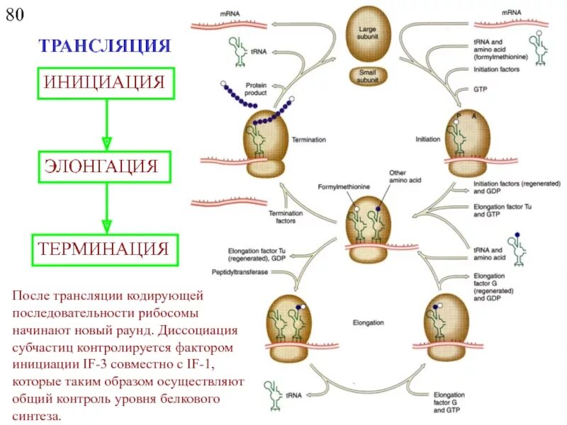 Этапы трансляции инициация элонгация терминация. Трансляция белка инициация элонгация терминация. Трансляция, этапы (инициация, элонгация, терминация, трансляция).. Трансляция инициация элонгация. Этапы инициации трансляции