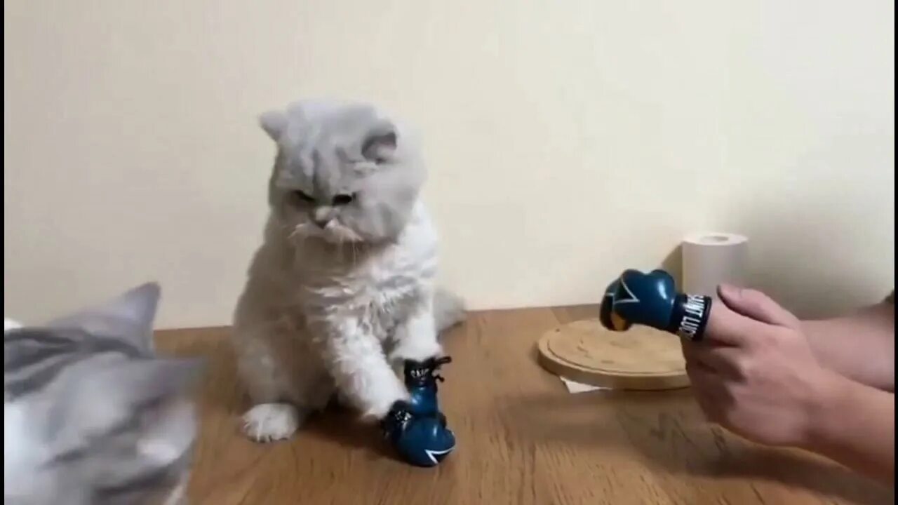 Кот боксер. Кот бьет лапой. Кота гоняют шваброй. Кот дерется с тигром. Гонять кота.