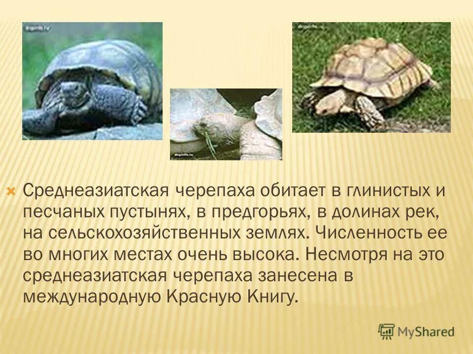 Террариум для сухопутной черепахи. Проект среднеазиатская сухопутная черепаха. Среднеазиатская черепаха заселяет глинистые и песчаные пустыни. Среднеазиатская черепаха заселяет глинистые и песчаные пустыни. Agrionemys horsfieldii kazachstanica.