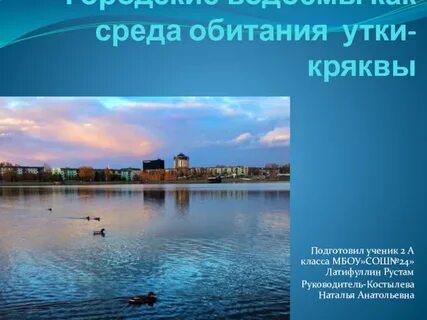 Среда обитания утки