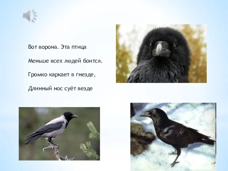 Ворона рифма. Громко каркала ворона. вот ворона эта птица меньше всех людей боится громко. как каркает ворона. вот ворона это птица меньше всех людей.