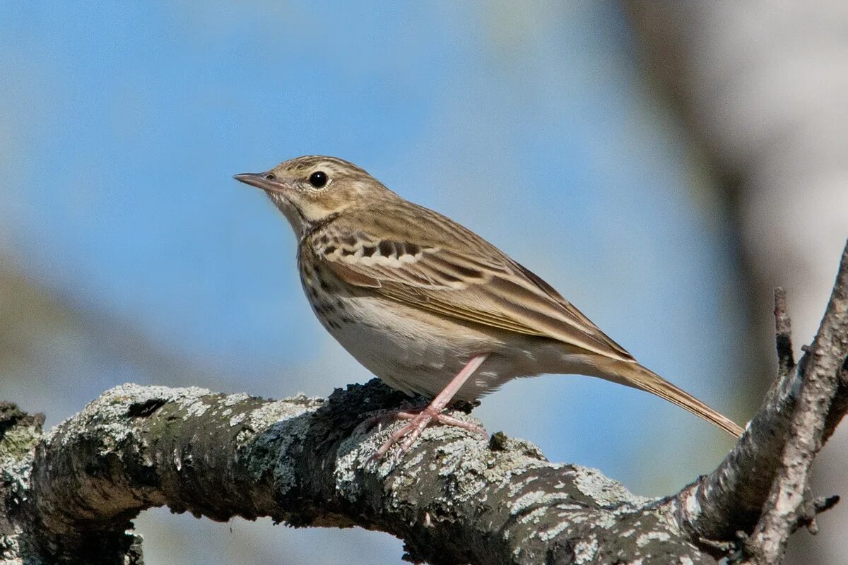 Класс воробьиных. Лесной конёк (Anthus trivialis). Сибирский конек. Воробьинообразные Воробьинообразные. Сибирский конек птица.