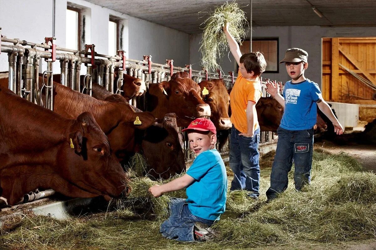Дети ухаживают за животными. Коровы на ферме. Экскурсия на ферму для детей. Семейная ферма. Коровья ферма.
