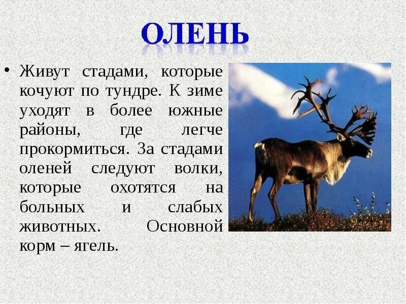 В какой природной зоне живет лось. Рассказ о олене. Сообщение о олене. Рассказ про оленя. Рассказ про Северного оленя.