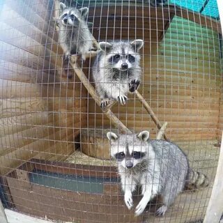 Сайт зоопарка саранска
