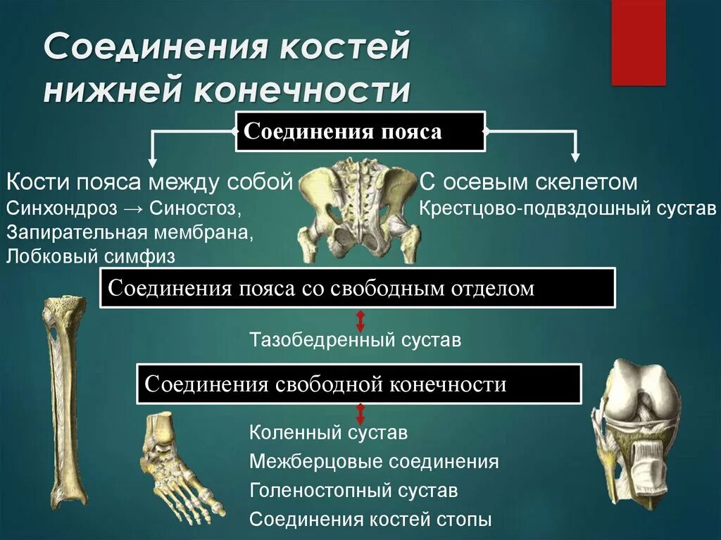 Кости и соединения костей нижней конечности. Соединение костей скелета нижней конечности. .Кости нижней конечности. Соединения костей нижней конечности. Кости свободной нижней конечности их строение и соединения.