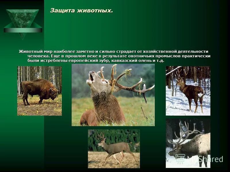 Растительный и животный мир России. Охотничье-промысловые животные. Охрана видов животных и растений.