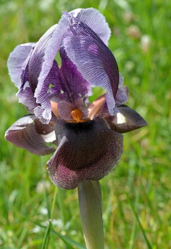 ирис сиреневый мираж. ирис пикассо. ирис бородатый пурпл. черный ирис национальный цветок. ирис портал.