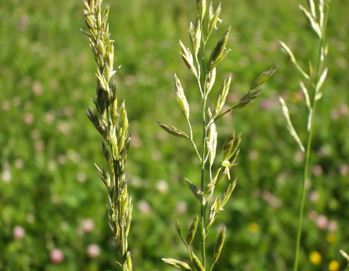 Купить семена овсяницы. Овсяница Луговая (Festuca rubra. Овсяница Луговая (Festuca pratensis). Овсяница красная (Festuca rubra). Festuca rubra rubra (овсяница красная красная).