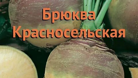 Когда садить брюкву