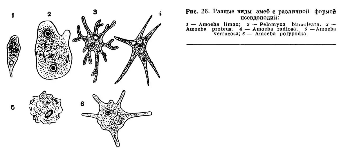 Ложноножки простейших. Виды псевдоподий. Саркодовые амеба строение. Псевдоподии ризоподии. Филоподии.