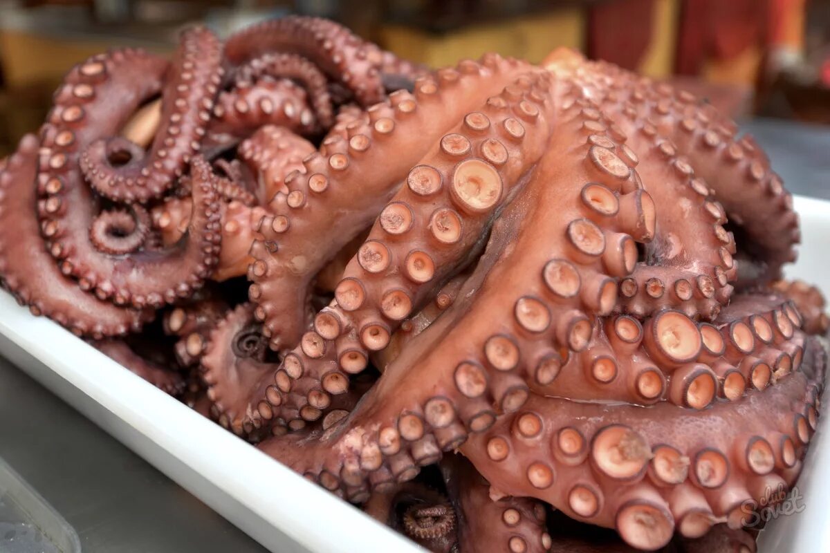 Осьминог Octopus vulgaris. Марокканский осьминог. Головоногие моллюски морепродукты. Осьминог Марокко.