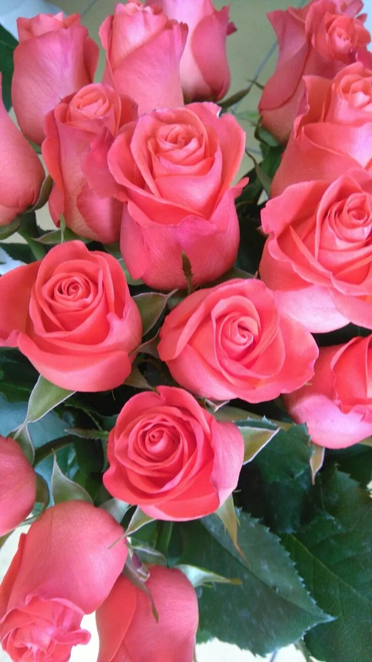 Бледно розовые розы фото. The best roses. The best roses. The best roses. Розы фон.