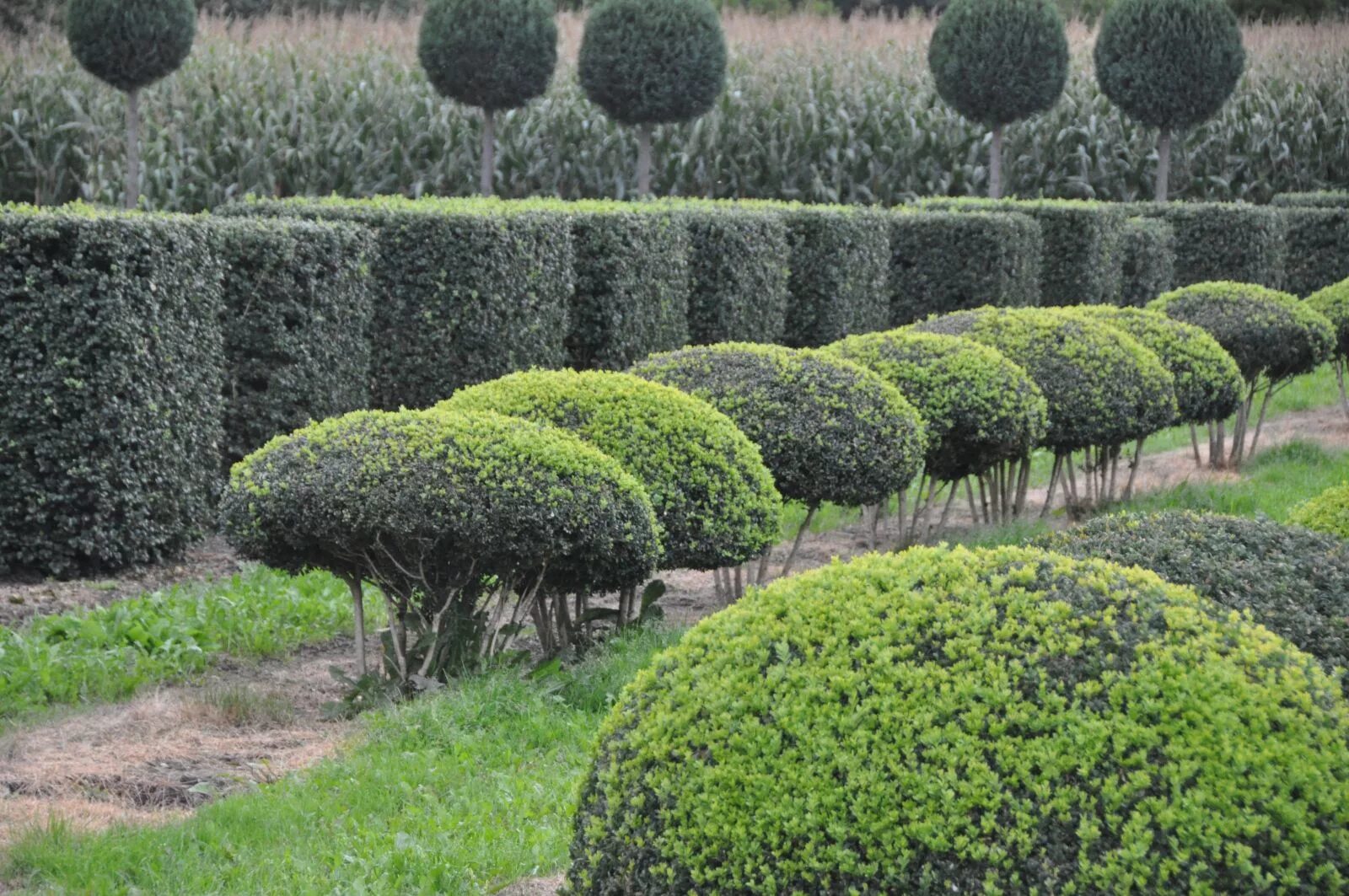 Самшит Буксус. Самшит вечнозеленый Buxus sempervirens. Buxus sempervirens изгородь. Buxus sempervirens arborescens.