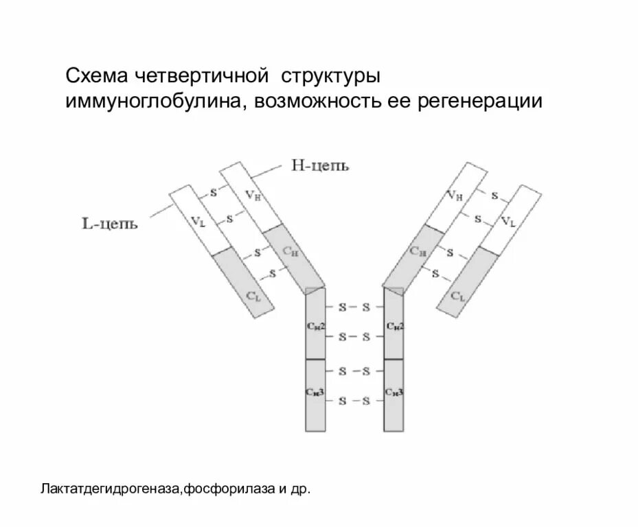 Структура иммуноглобулина биохимия. Строение иммуноглобулина g иммунология. Иммунология структура иммуноглобулина g. Четвертичная структура иммуноглобулинов. Особенности иммуноглобулинов