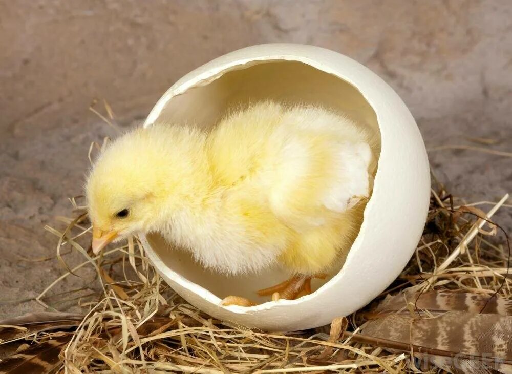 Есть ли цыпленок в яйце. Цыпленок вылупляется. Цыпленок вылупляется из яйца. Вылуалякися из яйца цыплено. Цыпленок вылупившийся из яйца.