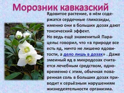 Морозник цветок описание
