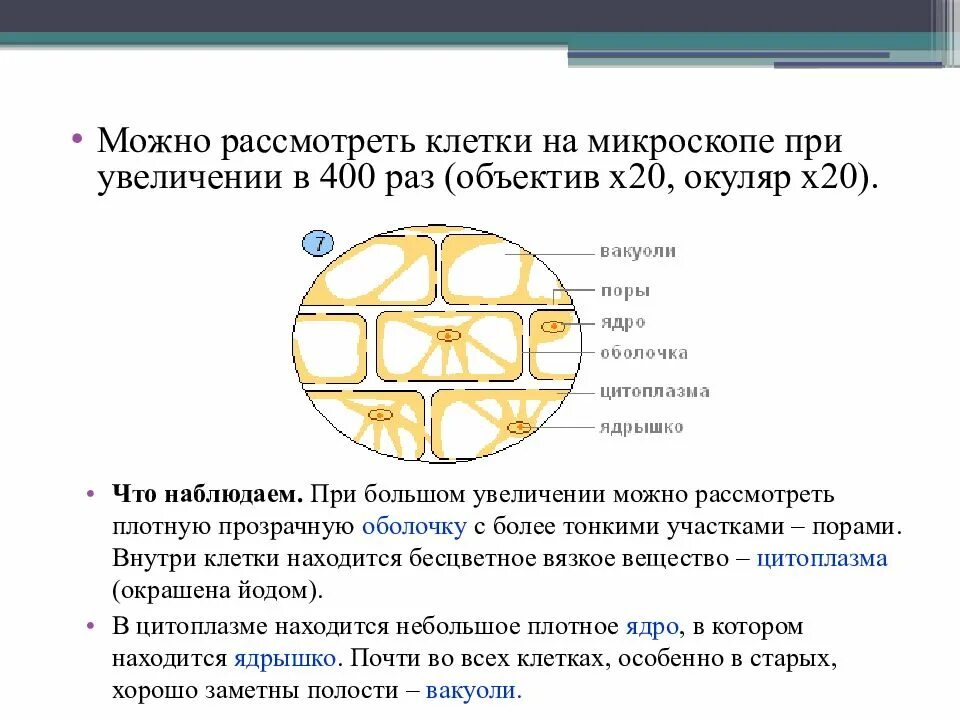 С какой структурой отвечающей за деление