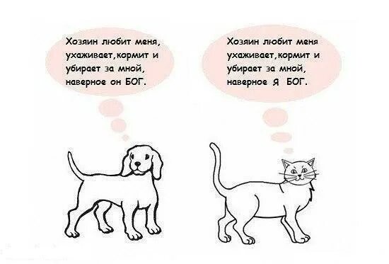 Бог хозяин всего. Кот хозяин собаки. отличить собаку от кошки. собака и кот думают. кот кошка отличается.
