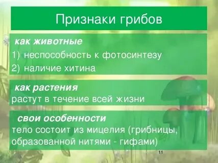 Общие признаки растений шестой класс биология