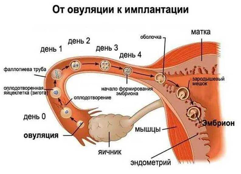 Через сколько дней наступает овуляция после. Этапы оплодотворения яйцеклетки у человека по дням. Оплодотворение в маточной трубе. Путь яйцеклетки в матку схема. Путь оплодотворенной яйцеклетки в матку по дням.