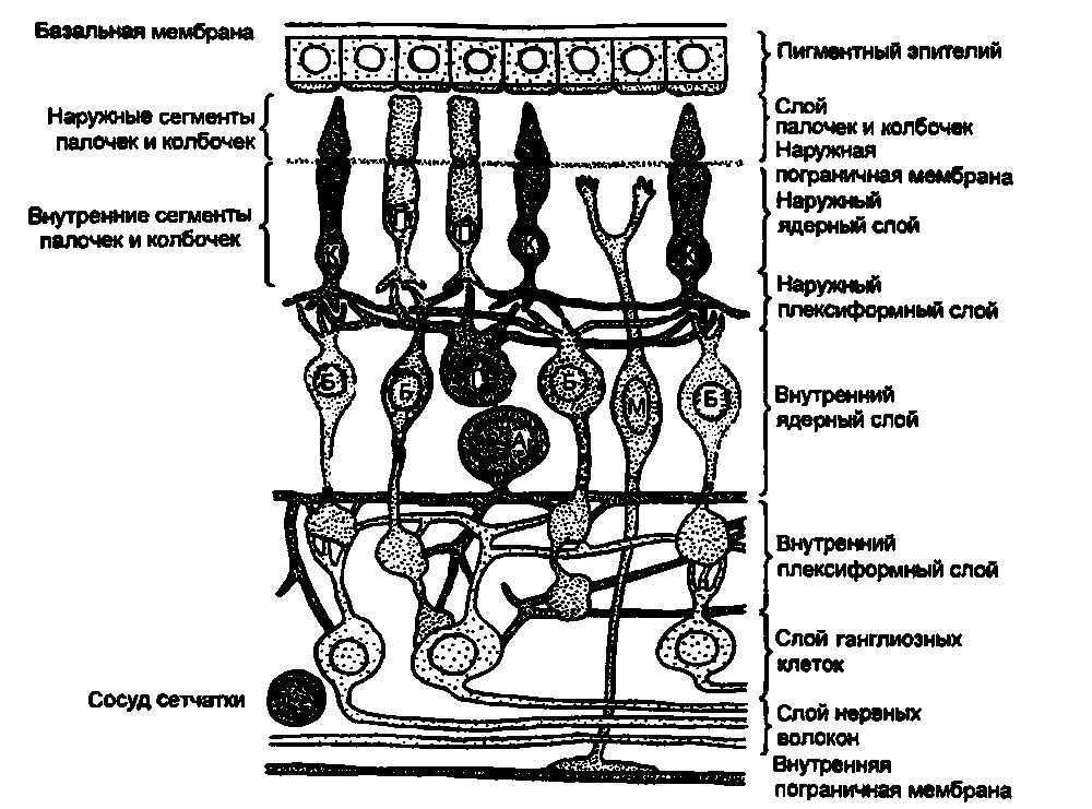 Строение сетчатки рисунок. Слои сетчатки гистология схема. Строение сетчатки 10 слоев. Послойное строение сетчатки. Схема строения сетчатки глаза гистология.