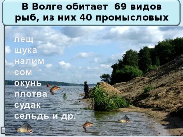 Рыба обитаемая в Волге. Кто обитает в Волге. Какие рыбы водятся в реке Волга. Какая рыба водится в Волге.
